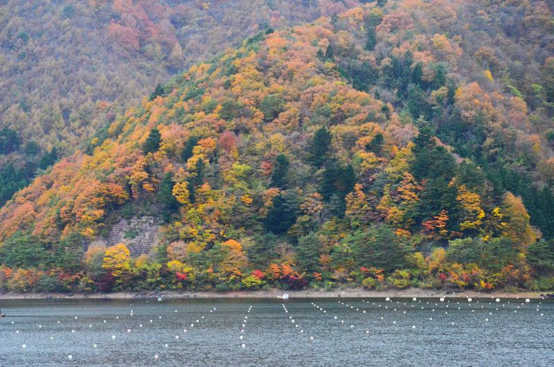 Lago Shōji-16-11-2024 - Japón y sus Pueblos-2024 (4)