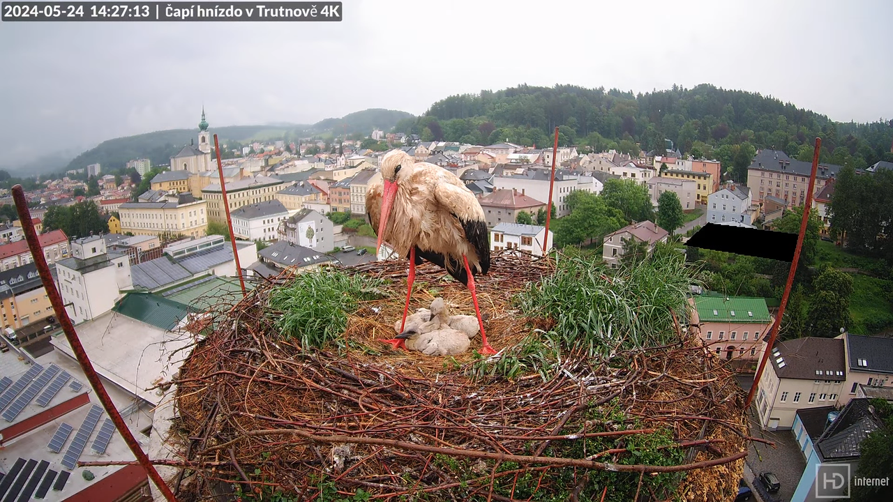 Tiešraidē no stārķa ligzdas uz alus darītavas skursteņa Trutnovā 10-14-43 screenshot