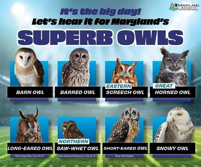 happy-superb-owl-v0-8xl20gm9w-II1-X-9m-k-Ev7-G3d-HR6q-V2-Ez-l-Ztpq-N83w-Q.webp