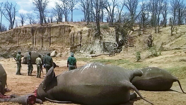 Слоновая кость - как её использование угрожает слонам Слоновая кость - как её использование угрожает слонам