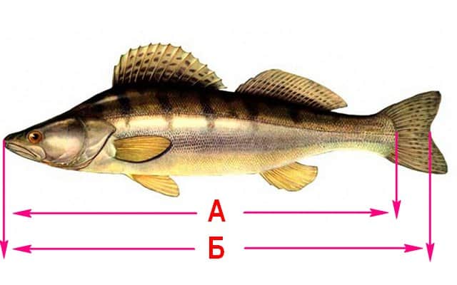 kak-merit-rybu-po-zakonu