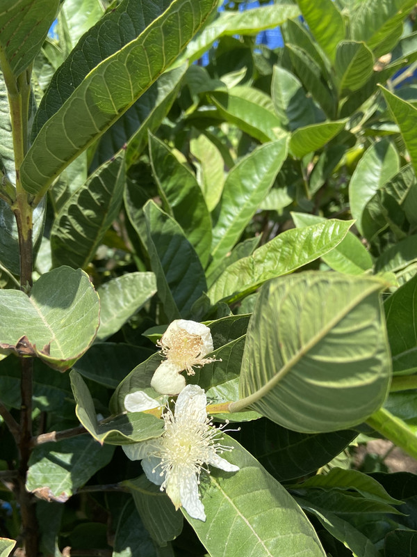 32E76DFB-65E7-47D8-808D-4DEADDAFF8C7