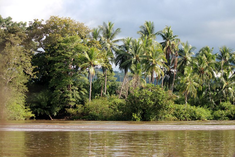 DIA 13: EXCURSIÓN DE UN DÍA A CORCOVADO - DE TORTUGAS Y PEREZOSOS. COSTA RICA 2019 (68)