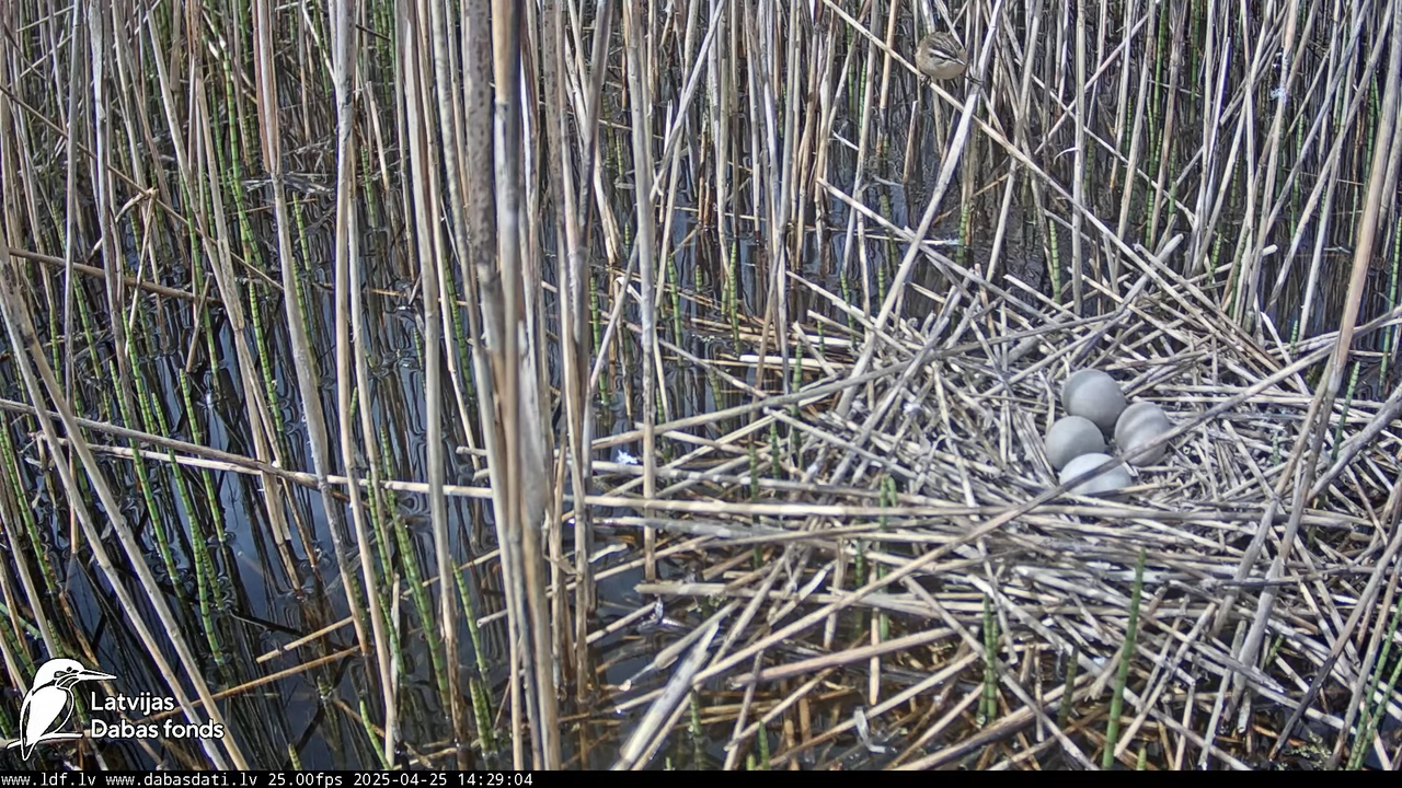 LDF Lielais dumpis (Botaurus stellaris) Zemītes pagastā 15-16-14 screenshot