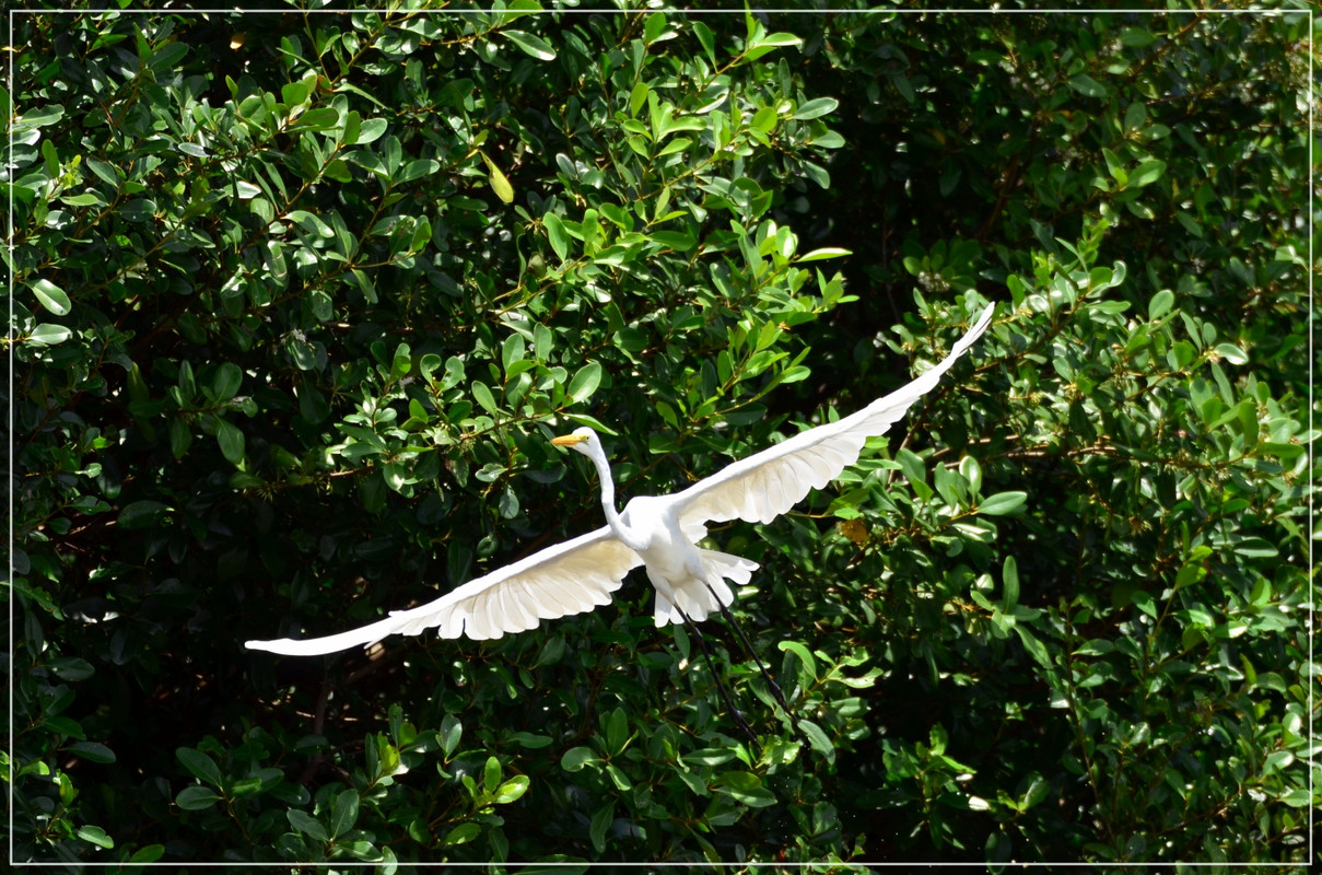 Prólogo: una semana en Port Douglas (octubre 2013) - Australia (I): toma de contacto (14)