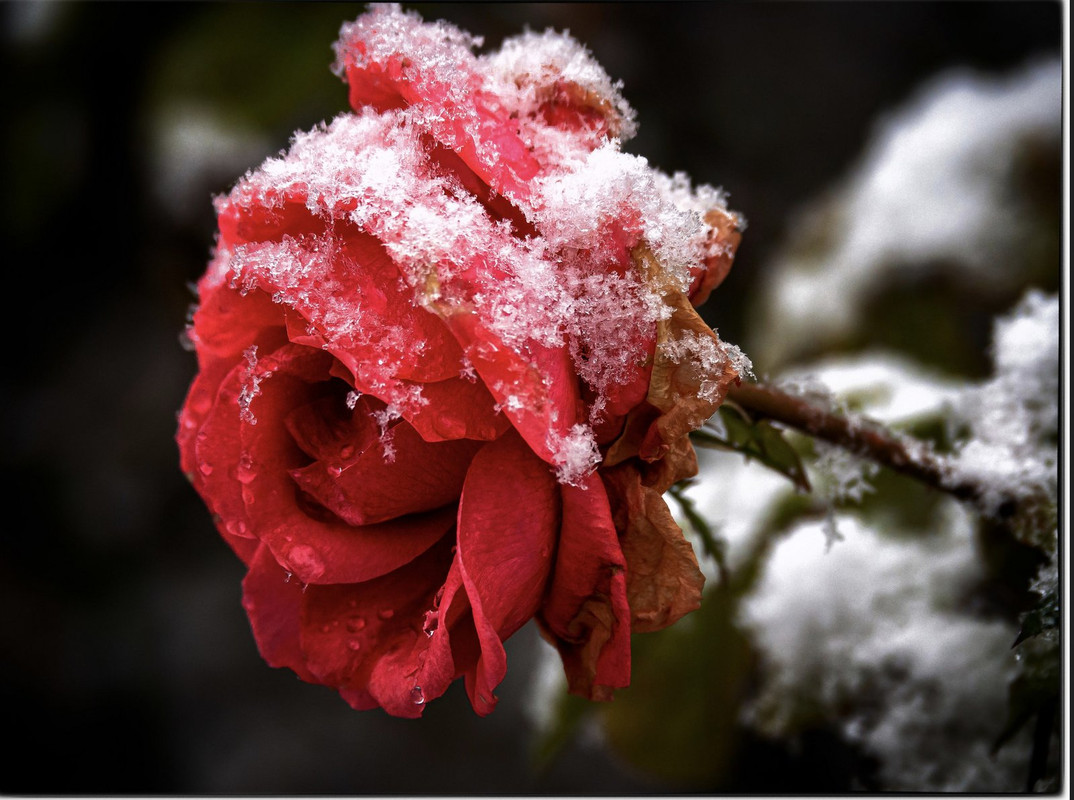 red-winter-rose.jpg