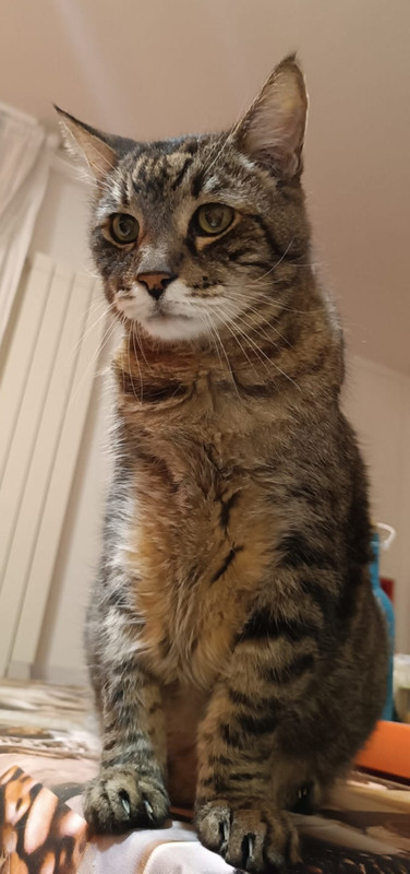 Screenshot 20260209 150900 Whats App