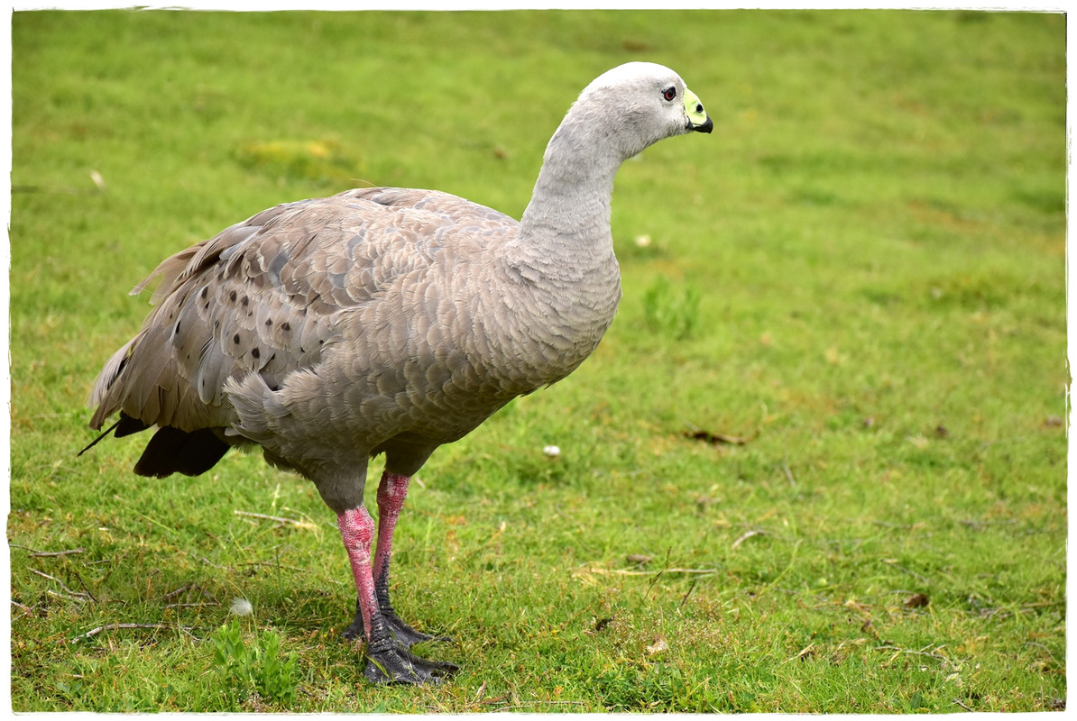 Maria Island National Park - Australia (II): Recorriendo Tasmania (12)