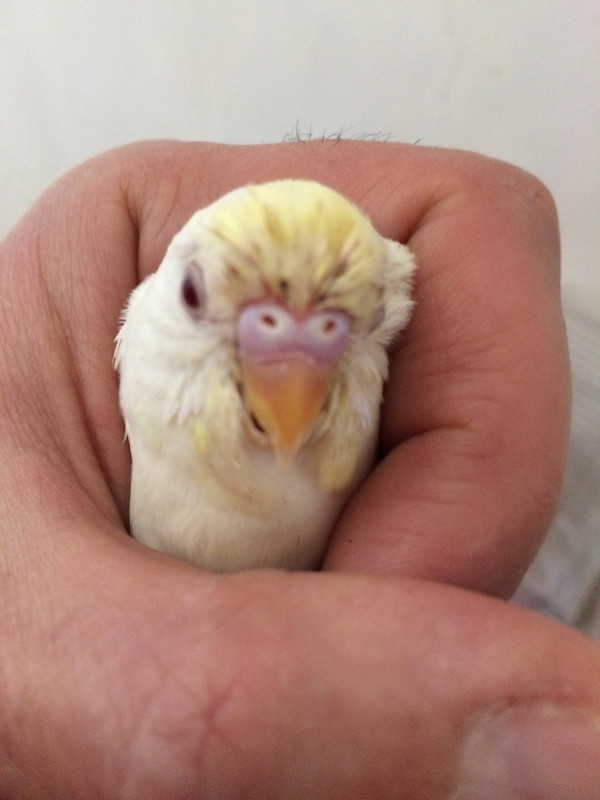 صورة
