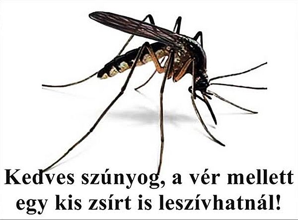 https://i.postimg.cc/0N7b0w32/kedves-szunyog.jpg
