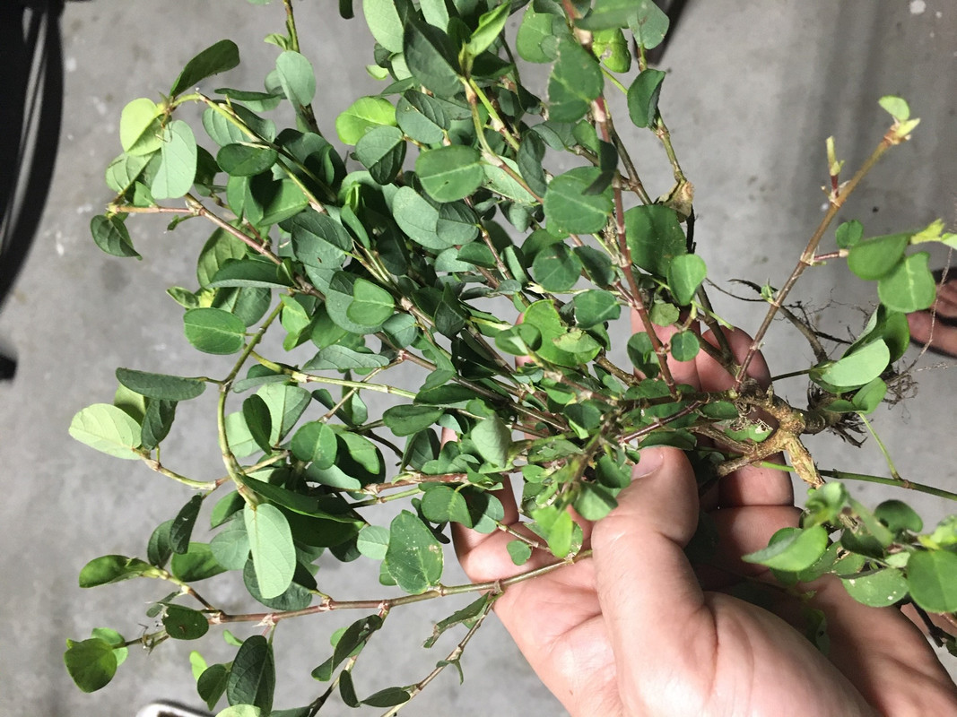 Weed ID St. Augustine grass, Central Florida Lawn Care Forum