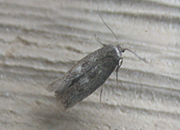 Perittia obscurepunctella