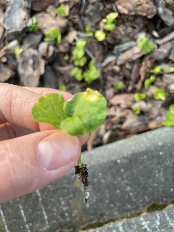 IMG_87FB66BB-FD85-4C3D-B732-0850EC8FAB59