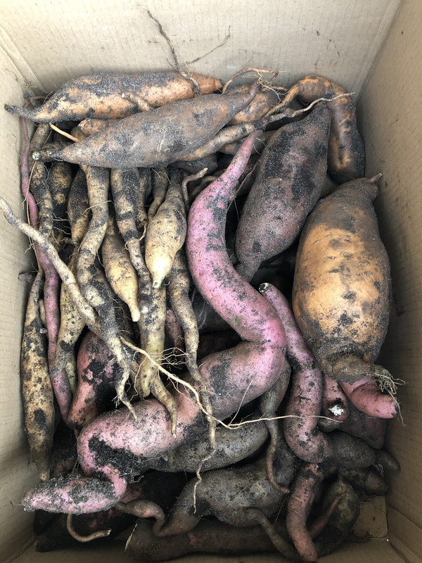 E595D2FE-29B1-42BF-9050-16561D45EEF4