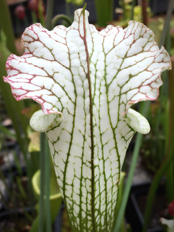 F64FE416-63BD-456A-BB25-243234363D1C