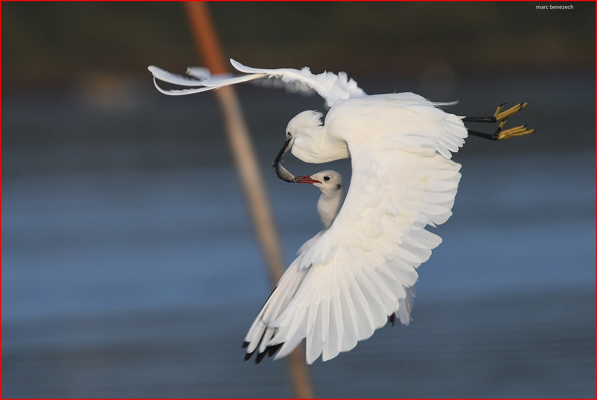 white-feeding-birds.jpg