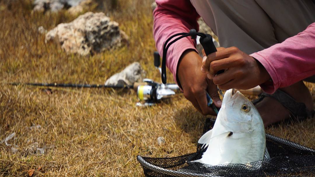 Ikan jenis Giant Trevally yang berhasil ditangkap dengan alat pancing di Pulau Karang Jamuang