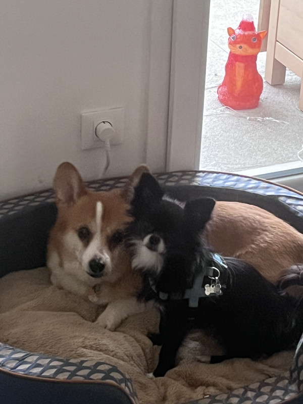 [Image: 7-E72-EA37-80-FA-47-A5-AD48-E6919590-CCF6.jpg]