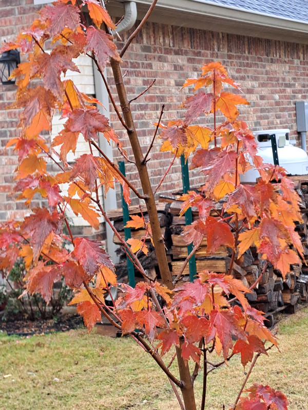 [Image: Sun-Valley-Red-Maple-out-front-30-Nov2023.jpg]