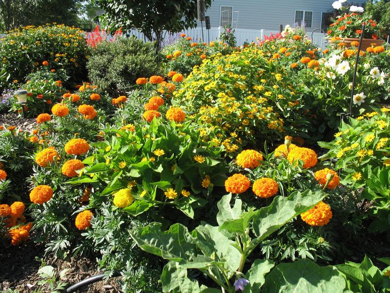 Lawn and Gardens 07.18.2018  (8)