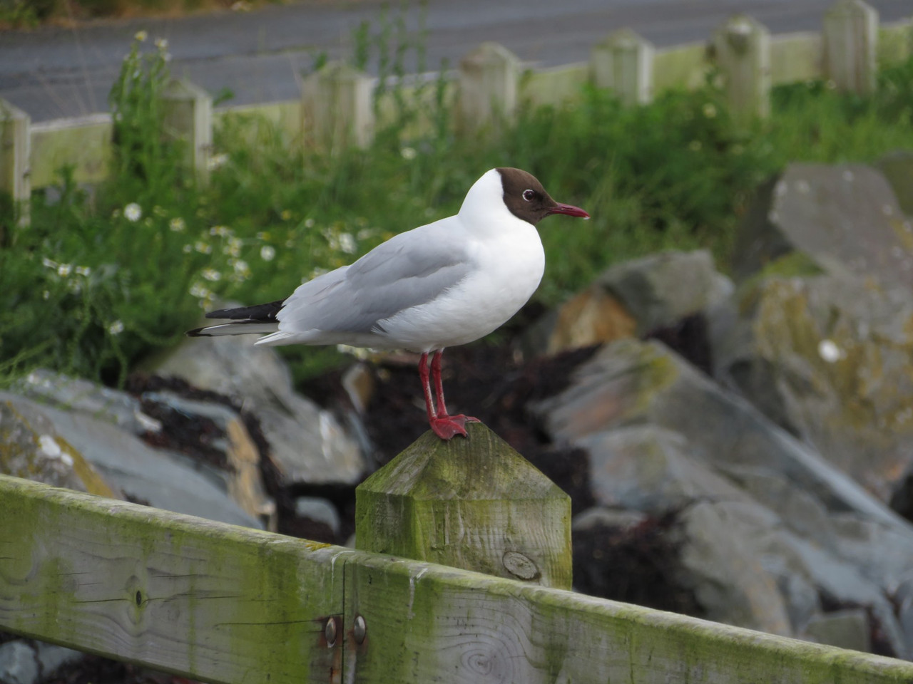 Black-headed gull