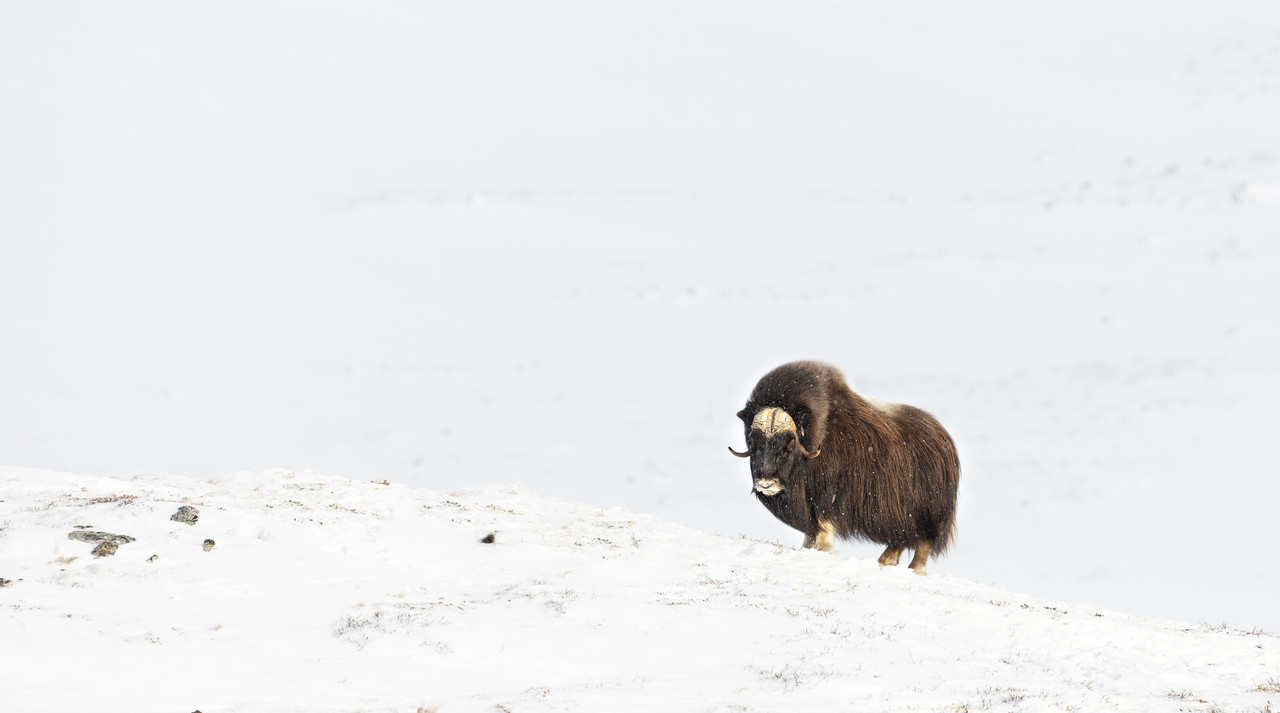 Musk ox in deep winter, Norway’s Dovrefjell mountains