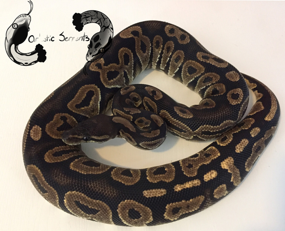 Aphrodite (F;2020 Cinnamon)