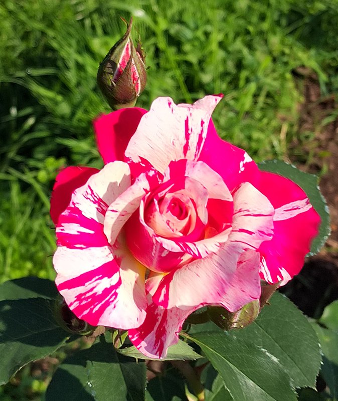 https://i.postimg.cc/0NDgrkbK/039-IMG-20240918-120823-edit-281911081761885.jpg