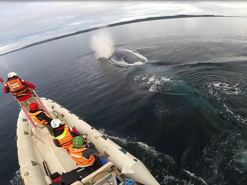Biggest Thing Ever Found in The Ocean