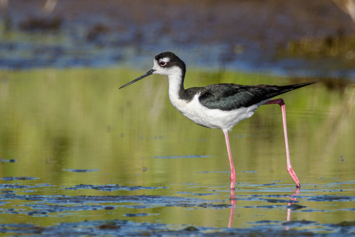 Black-necked Stilt-25