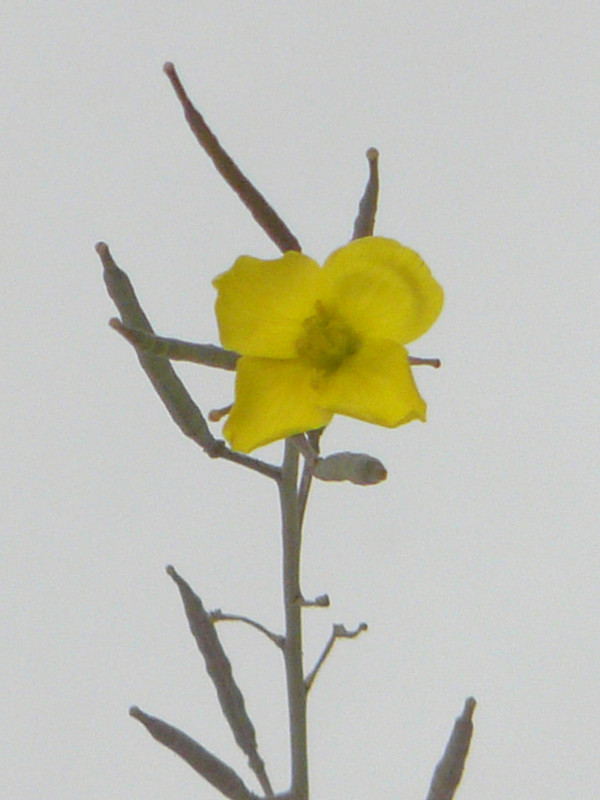 P1090489-0... (1024)