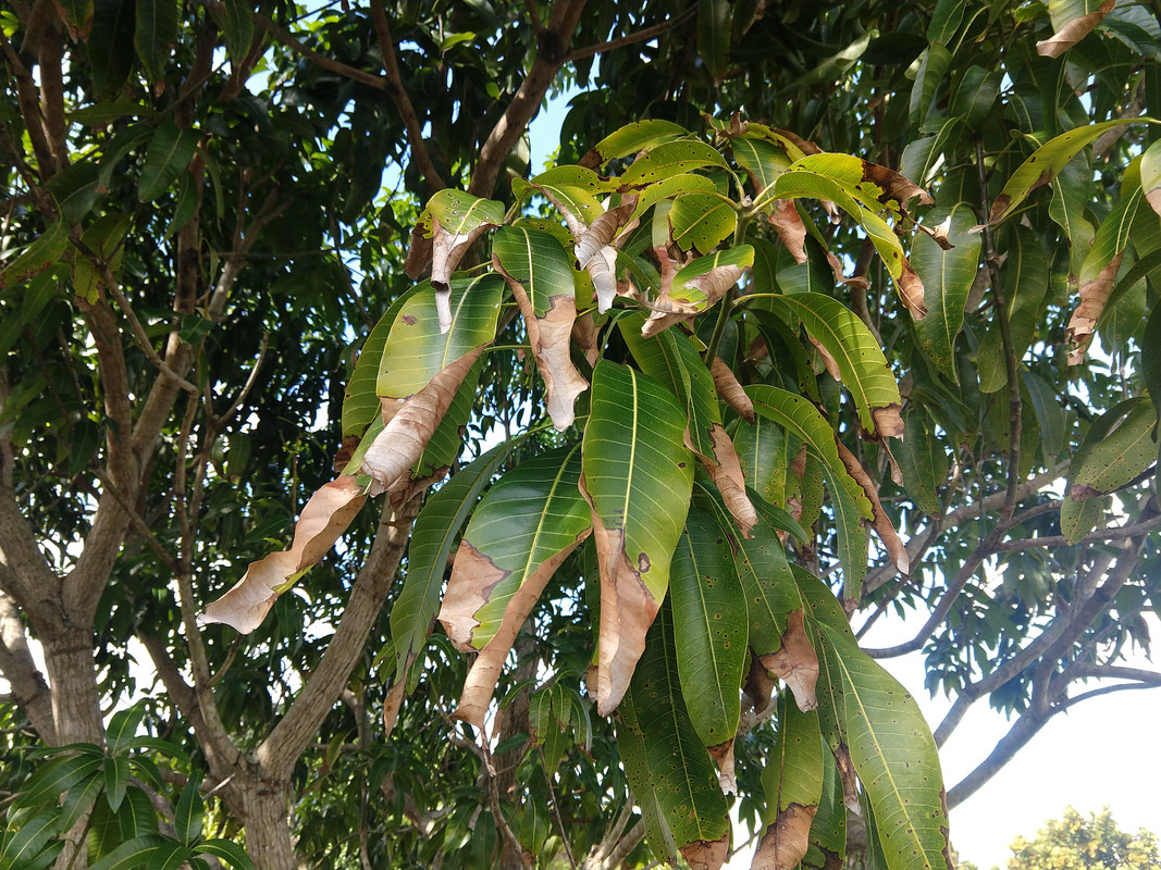 IMG_20201219_132833064
