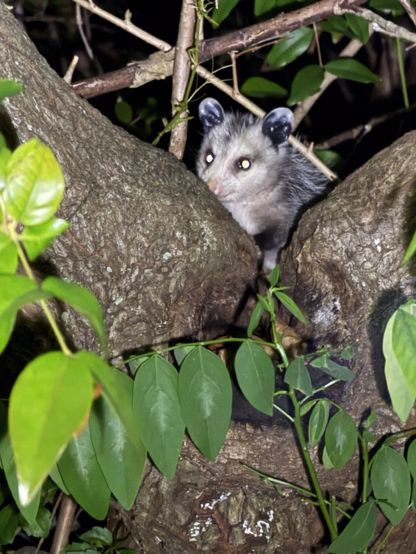 Possum Jujube 3 2026