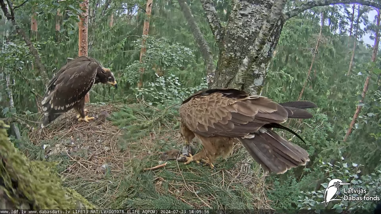 Mazais ērglis (Clanga pomarina), ligzda bērzā - LDF tiešraide 12-54-1 screenshot