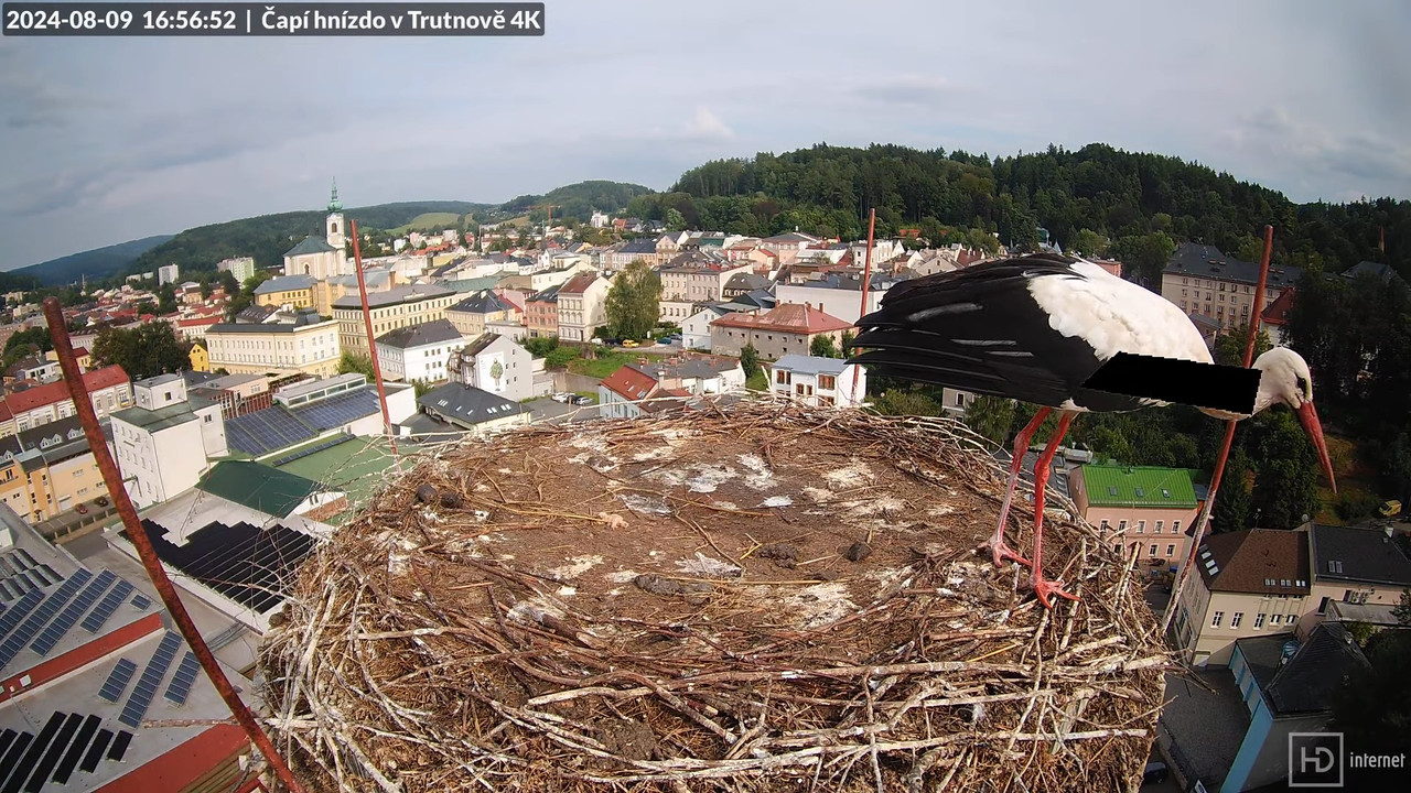 Tiešraidē no stārķa ligzdas uz alus darītavas skursteņa Trutnovā 9-31-44 screenshot