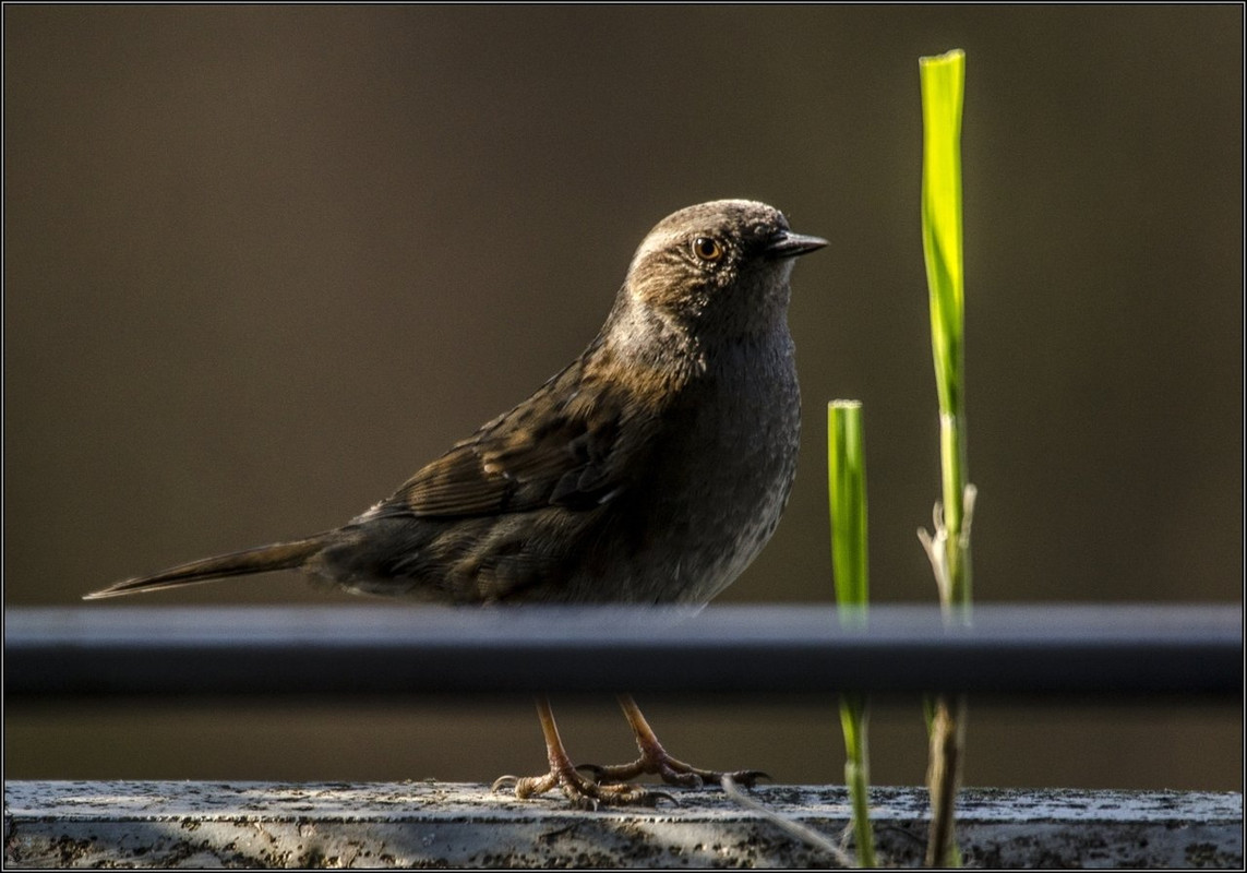 _DSC3425 BOT Vögel LR ERWZ FB