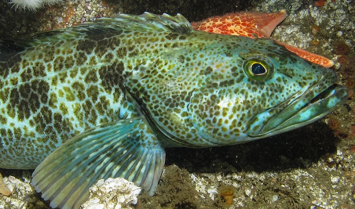 Lingcod, ikan asli pantai barat Amerika Utara, sukses membuat para ilmuwan takjub lantaran memiliki warna biru neon baik di bagian dalam maupun luar tubuhnya.