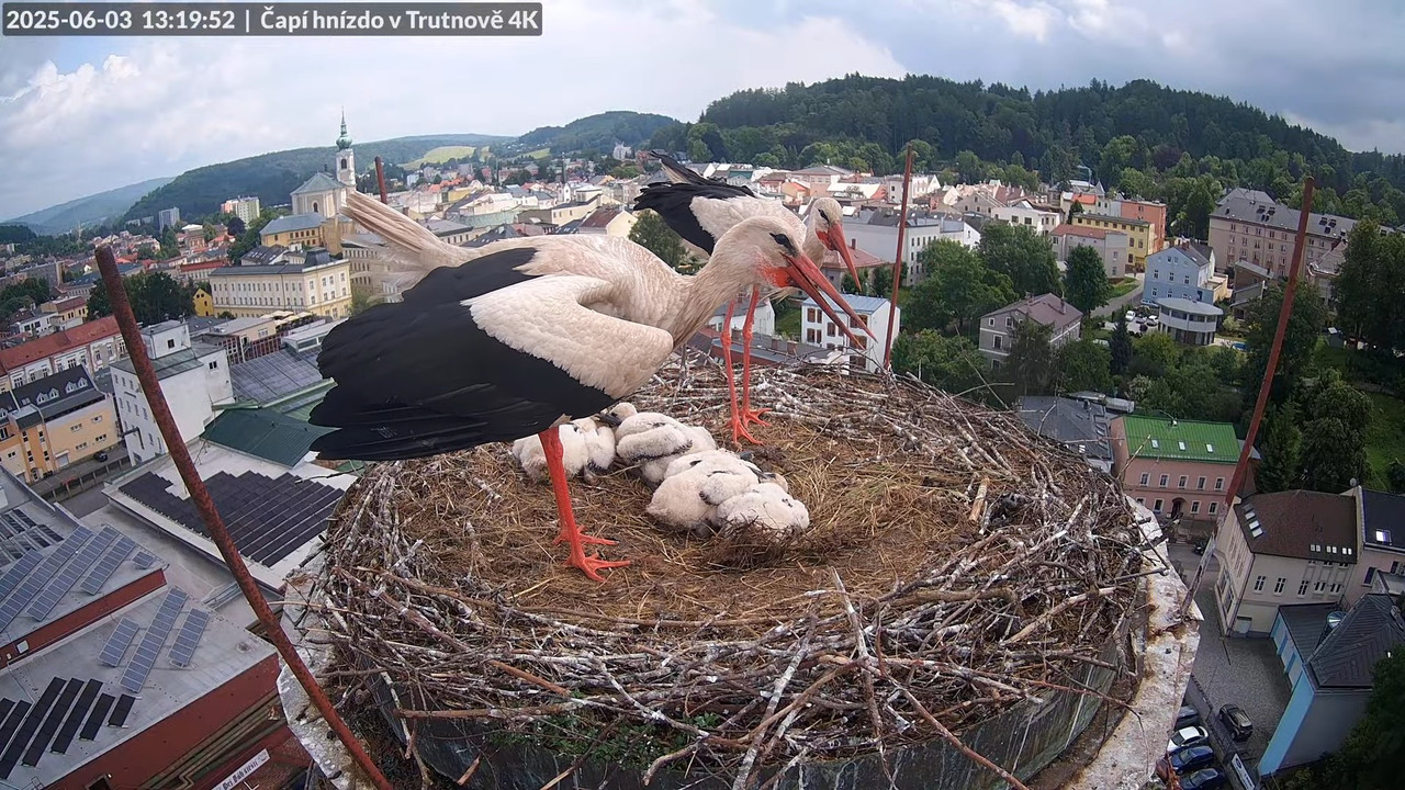 Živě z čapího hnízda na pivovarském komíně v Trutnově 11-44-39 screenshot