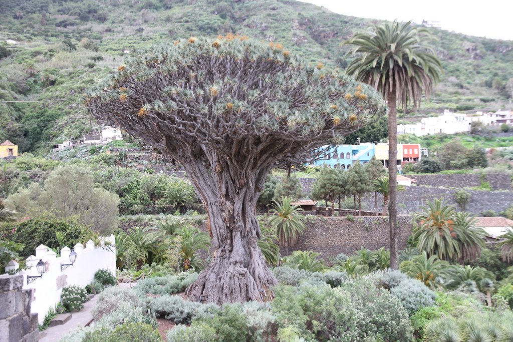 Tenerife: hay turismo más allá de El Teide - Blogs of Spain - MONKEY PARK- PLAYA DE LAS GALLETAS- ICOD DE LOS VINOS- GARACHICO (10)