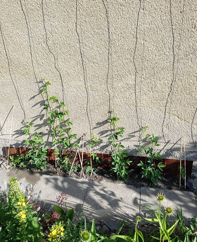 IMG_20250628_075631053