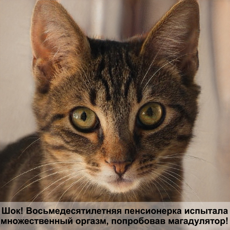 кошка в машине