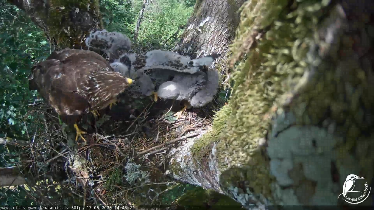 Melnās klijas (Milvus migrans) Kurzemē_ peļu klijāni (Buteo buteo) 12-55-47 screenshot
