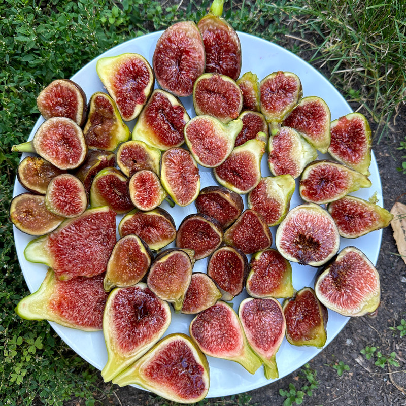 Figs and berries | Fig Fanatic