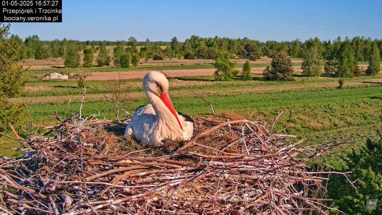 01052025bociany13