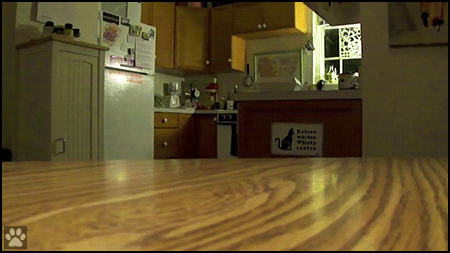Amazing-Cat-GIF-Fast-cat-takes-his-treat-off-table-at-speed-of-light-Gimme-mine-mine-mine.gif