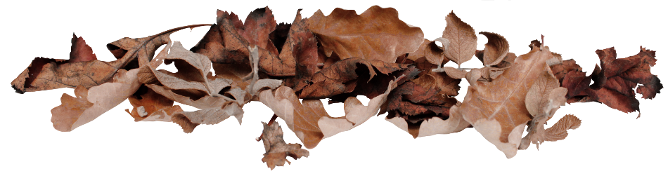 Autumn Witchery (80)