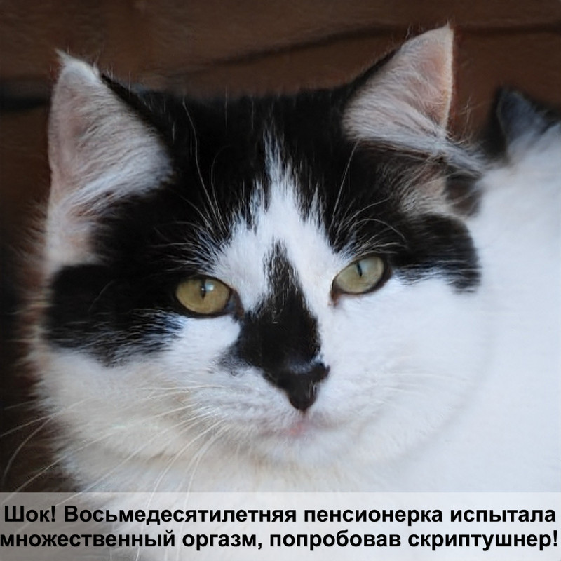 жидкий корм для котят