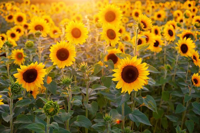Sun-Flower.jpg