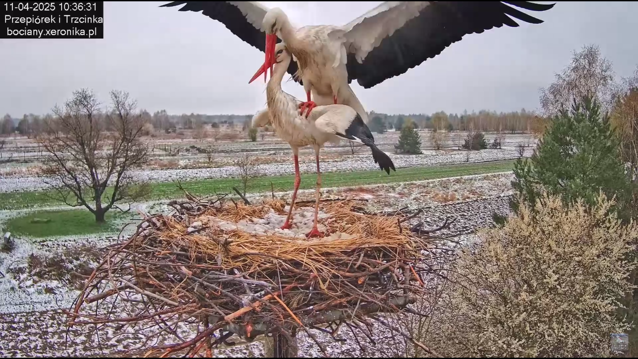 11042025bociany_14