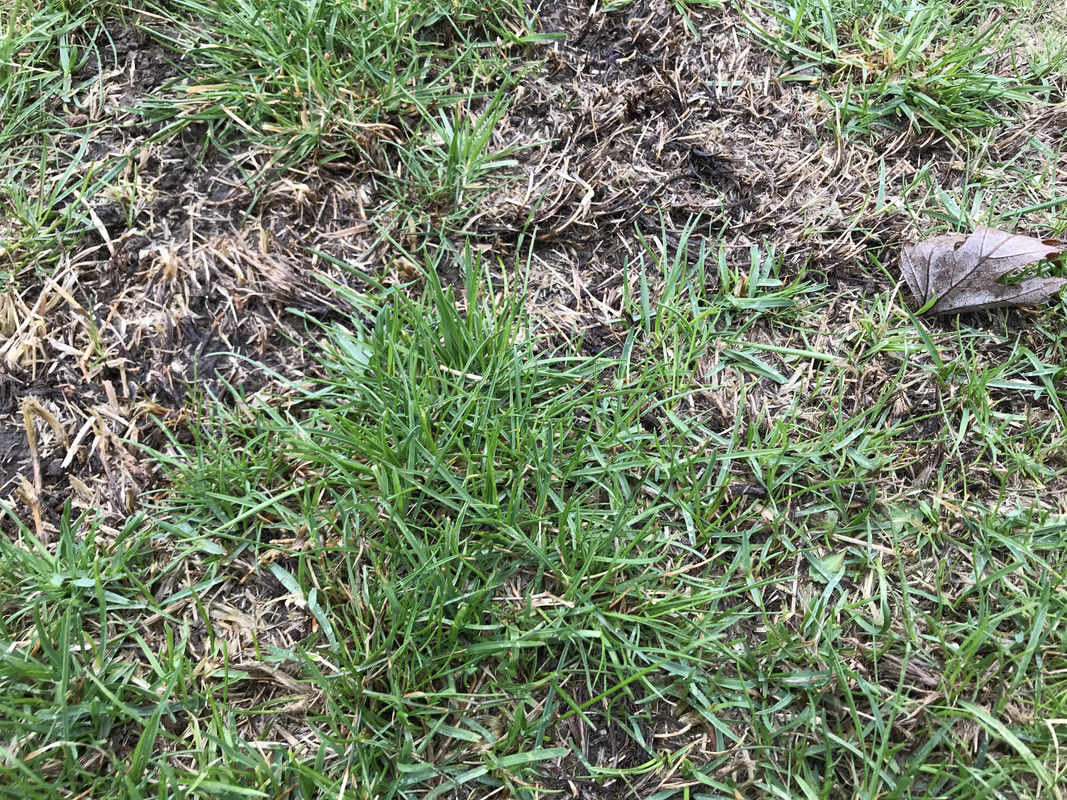 What are these bumpy grass things on my lawn? Lawn Care Forum